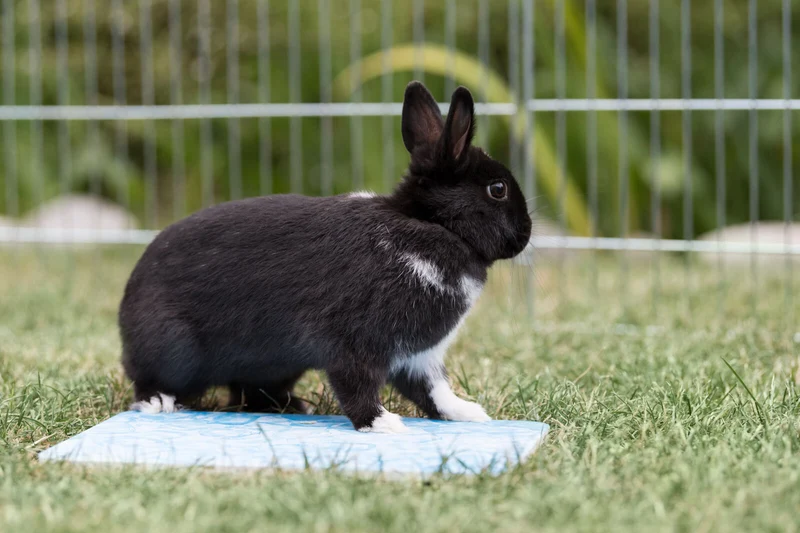 Kühlplatte