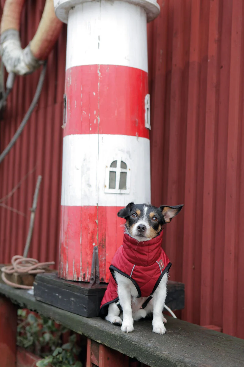 Hundemantel Minot