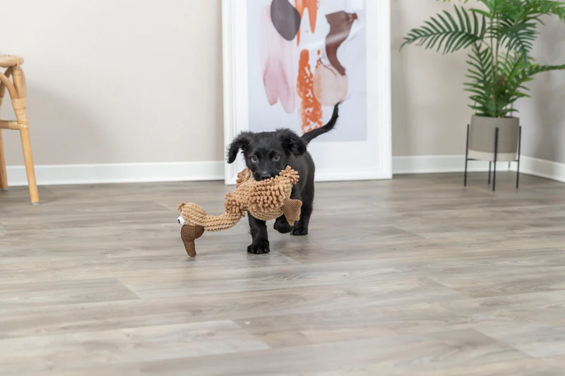 Geier Gustav Hundespielzeug