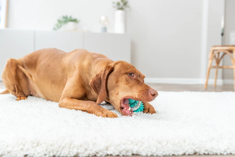 Denta Fun Rugbyball