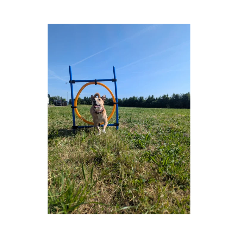 Trixie Agility Ring – Verstellbarer Sprungreifen für aktives Hundetraining