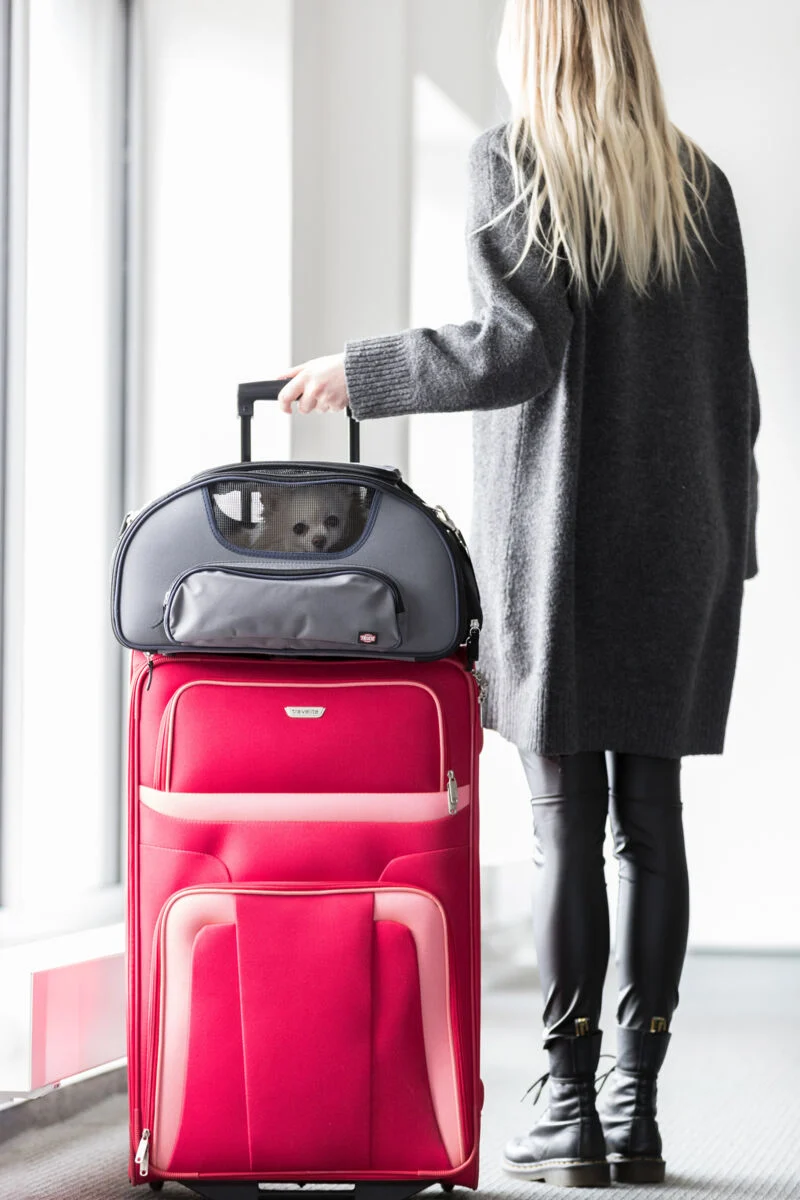 Graue Flugzeugtasche Wings für Hunde und Katzen mit Traglast bis zu 20 kg und Trolley-Schlaufe