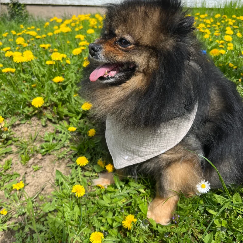 JM Petplace Hundehalstuch - Herzen