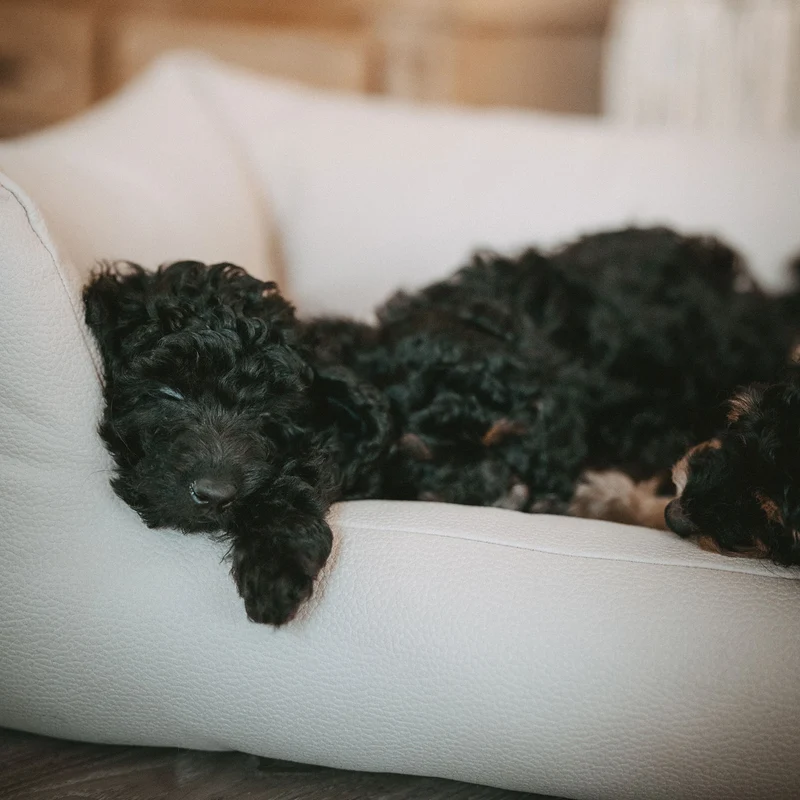 Orthopädisches/Ergonomisches Hundesofa Livo