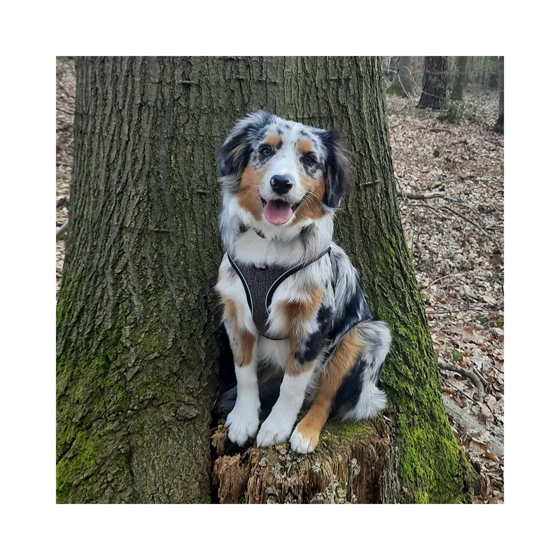 Geschirr Cayo – Leicht, Komfortabel & Sicher für Ihren Hund