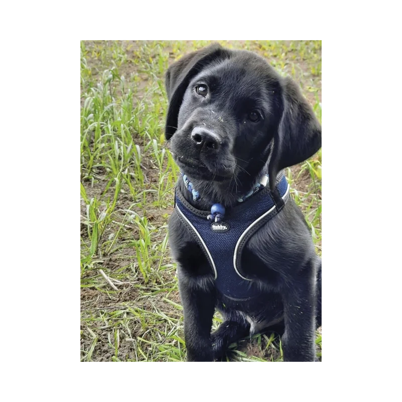 Geschirr Cayo – Leicht, Komfortabel & Sicher für Ihren Hund