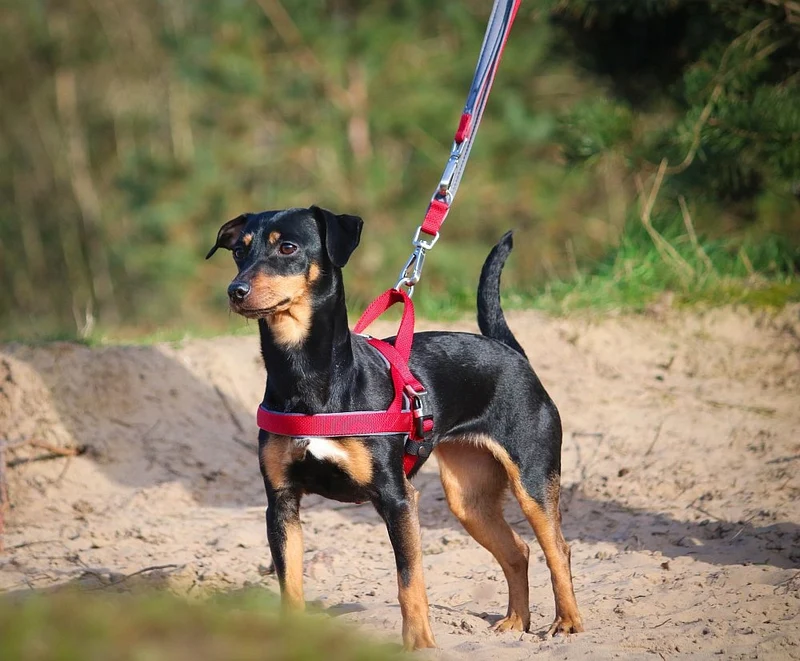 Norwegergeschirr "Classic Preno Royal" – Komfort & Stil für deinen Hund