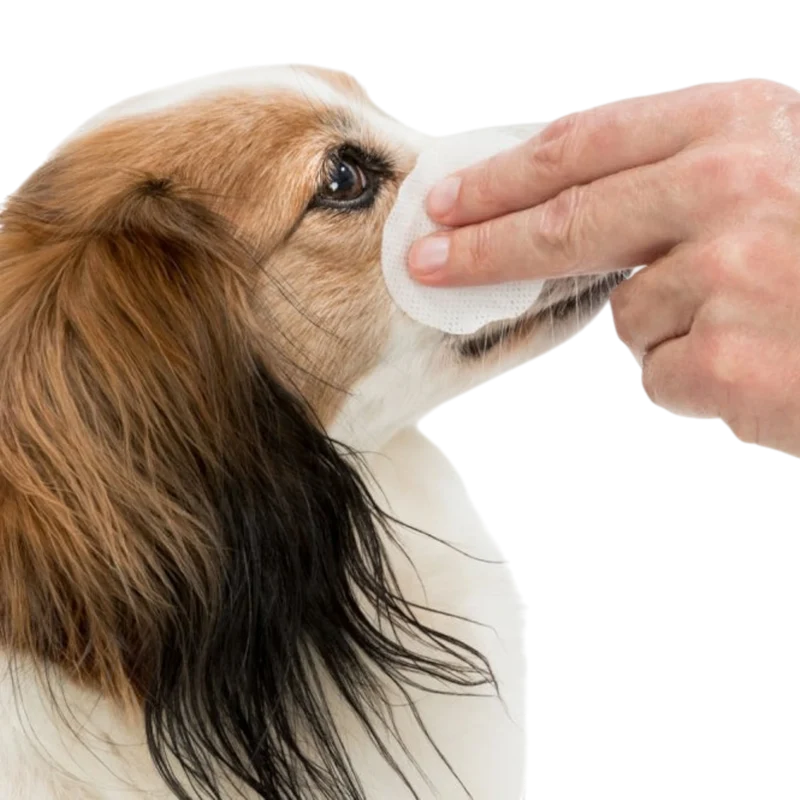 Trixie Augenpflege Einweg-Pads - 100 Stück - Pflegende Reinigungslotion für Haustiere – Sanfte Pflege mit Aloe Vera & Provitamin B5