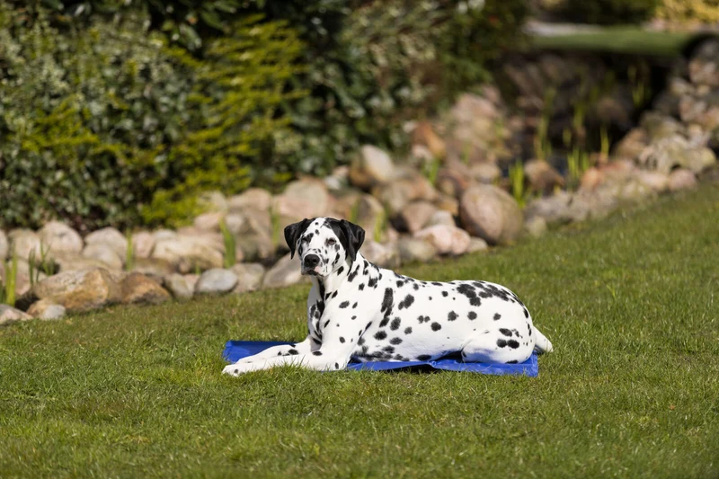 Kühlmatte für Hunde