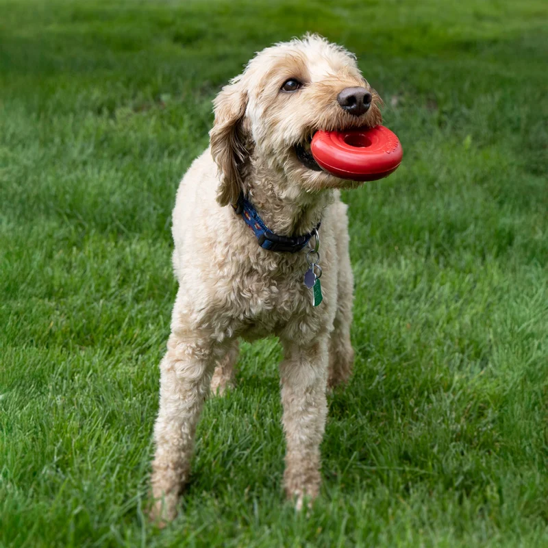 KONG Donut Hundespielzeug – Robustes Kauspielzeug aus Naturkautschuk