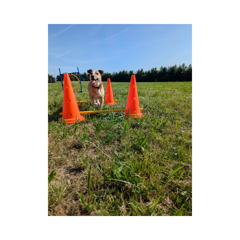 Trixie Pylonen-Hindernis – Vielseitiges Training für Körper & Kopf