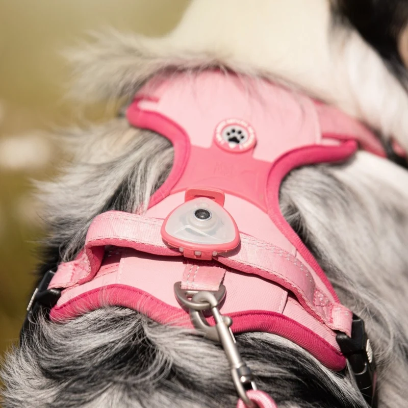Max & Molly Soundshield Ultraschall Zeckenschutz für Hunde