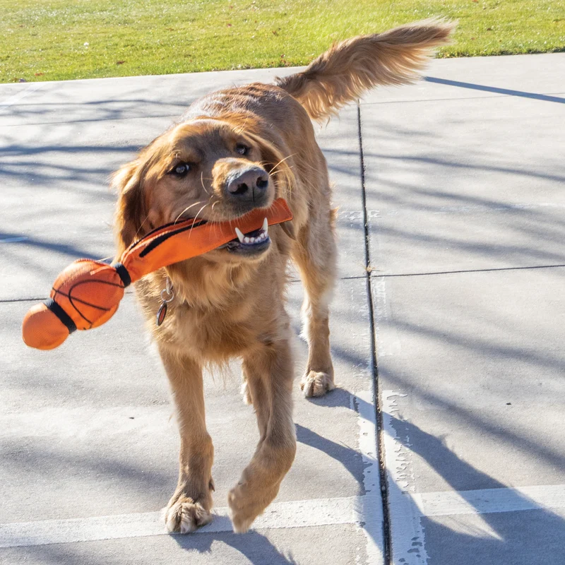 KONG Wubba Sports Hundespielzeug – Zerrspielzeug mit Quietscher