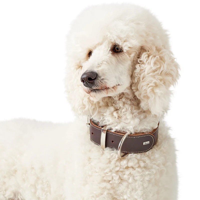 Halsband Aalborg Special