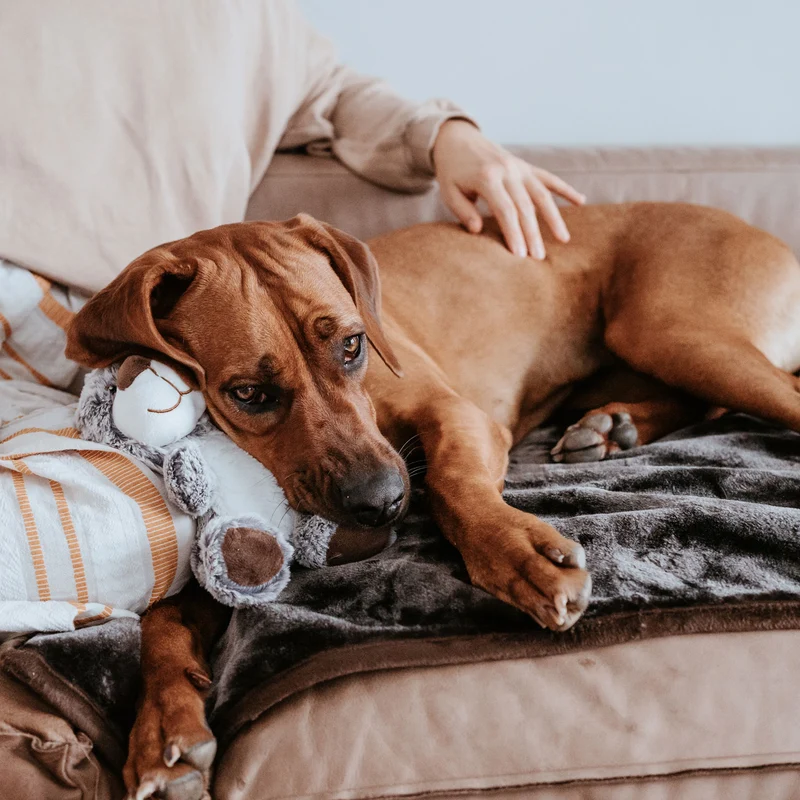 Hundespielzeug Faro