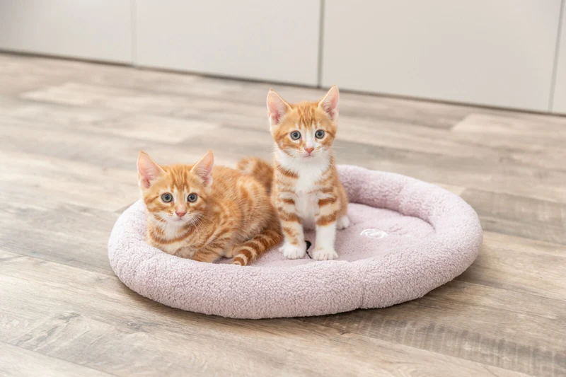 Junior Bett Katze