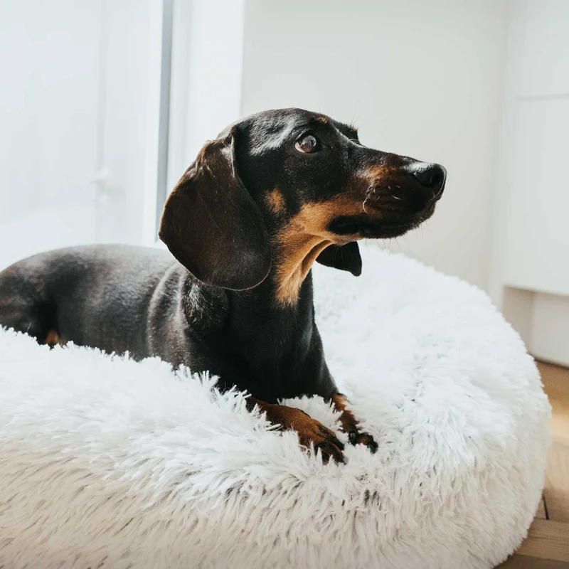 Hundebett Donut Loppa