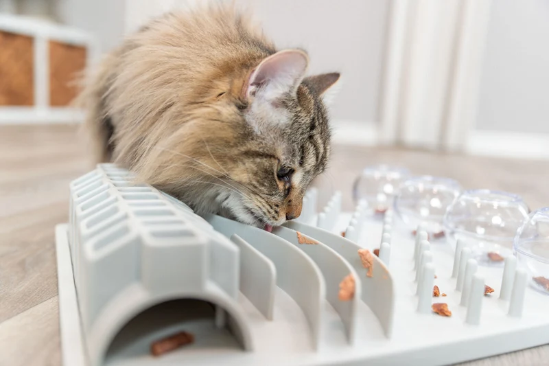 Intelligenzspiel "Fun Board" mit 5 Spielmodulen für Katzen