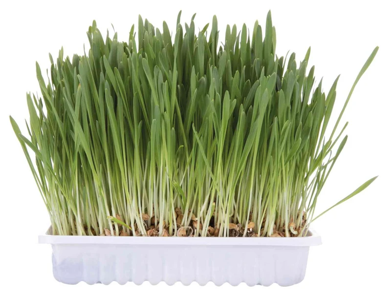 Katzengras