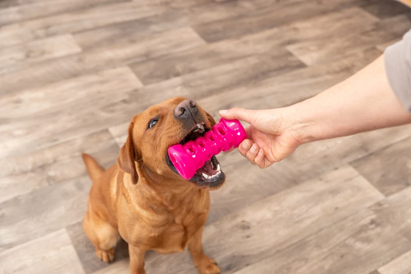 Hundespielzeug Soft & Strong Bone aus TPR