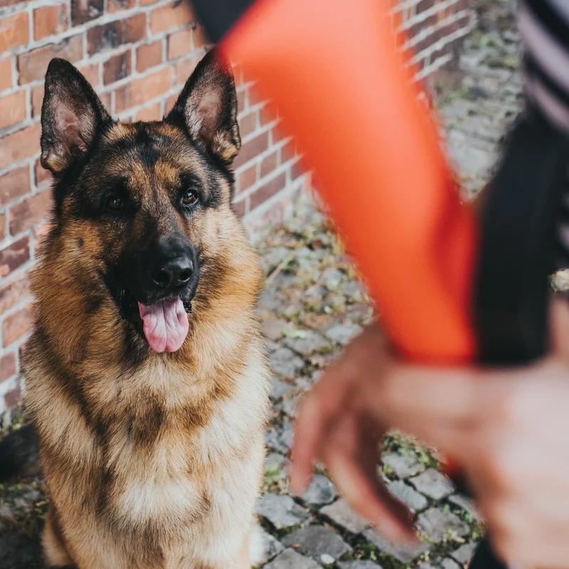 Dummy Trient für Hunde