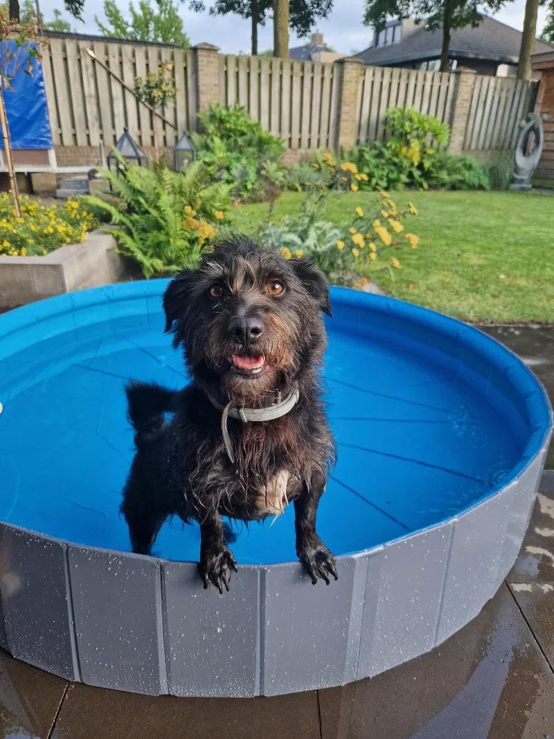 Spritziger Sommerspaß – Planschbecken mit Wassersprinkler für Hunde