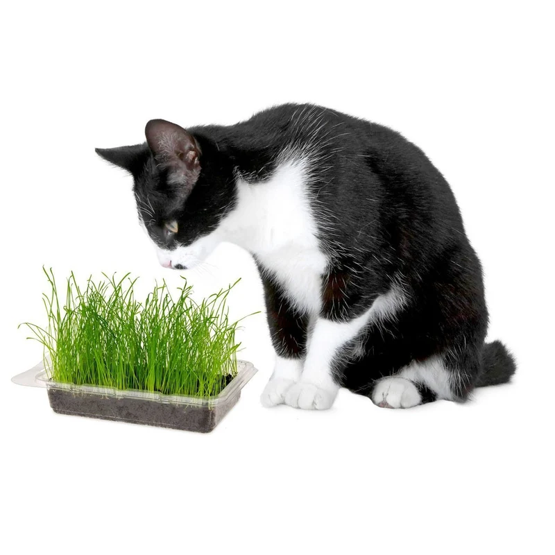 Katzengras Vital Bio