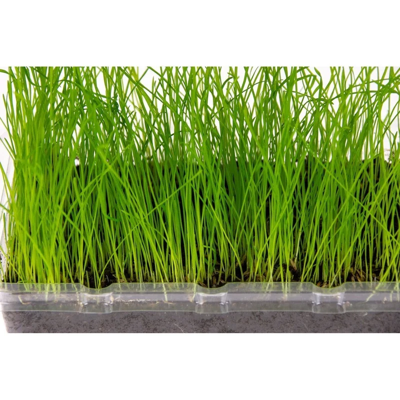 Katzengras Vital Bio