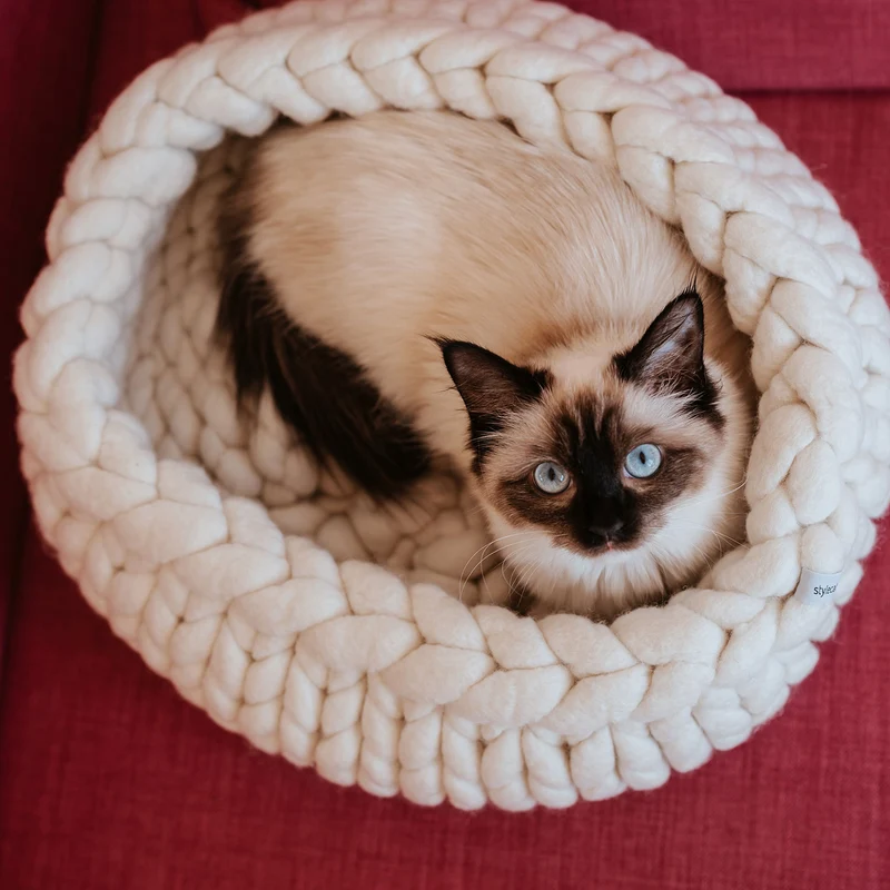 Katzenbett Boogie