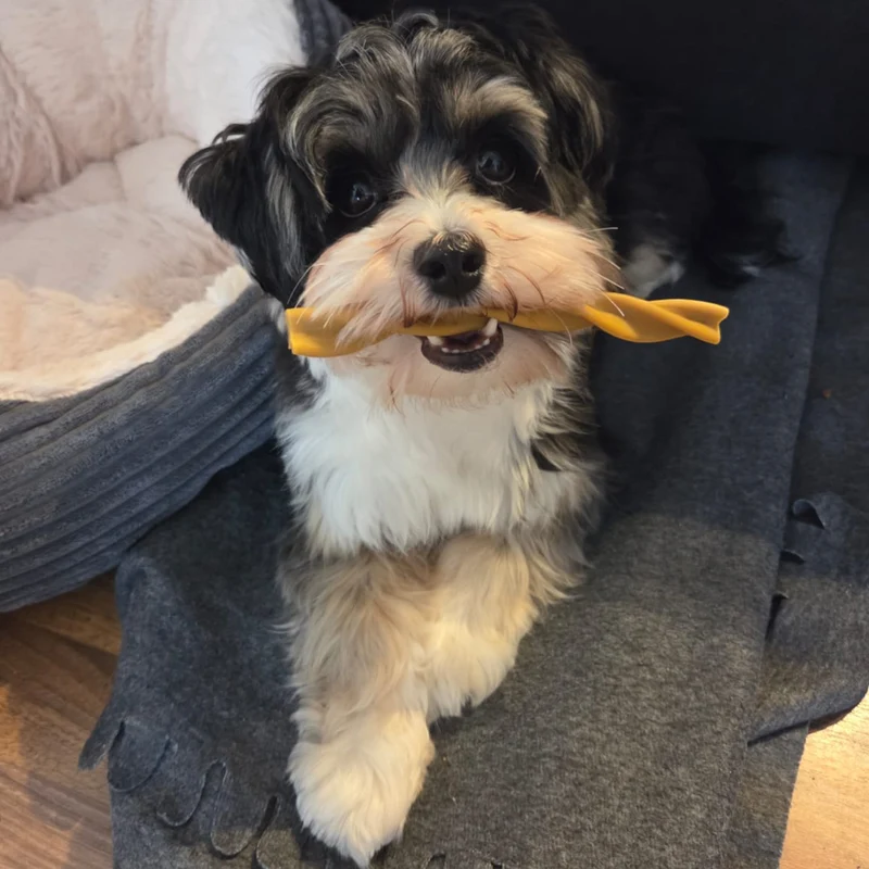 Garden Bites Dog - Fruity Dental Swirls