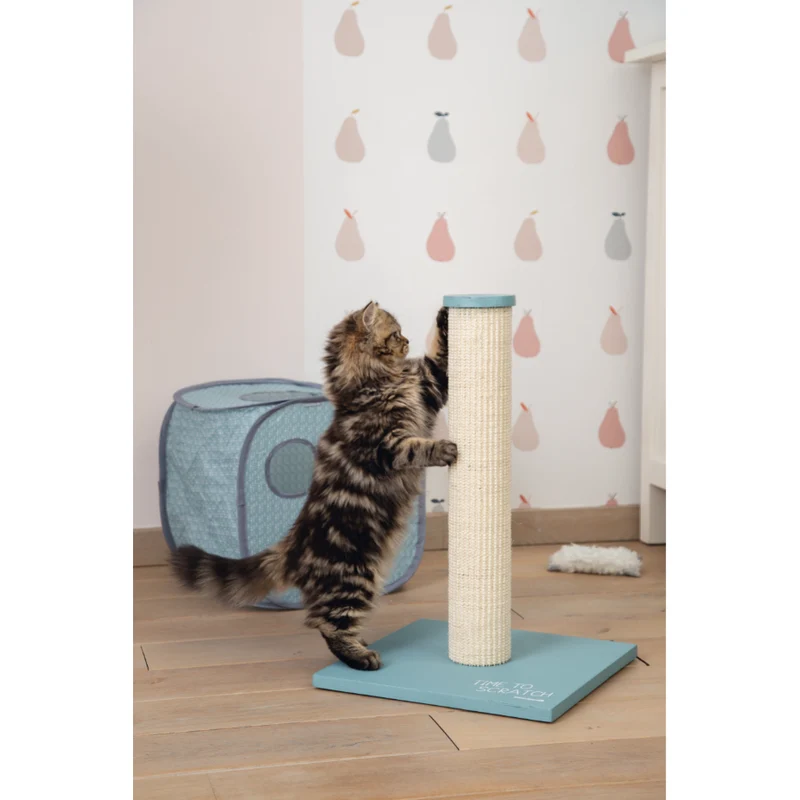 Kitten Katzenhaus Kubiko