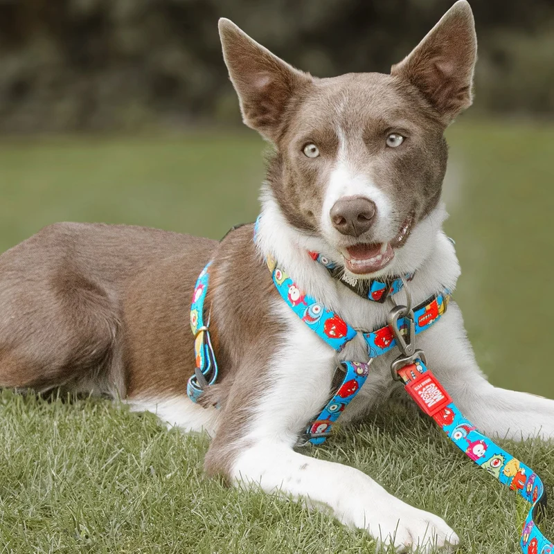 Max & Molly Hunde H-Geschirr Little Monsters