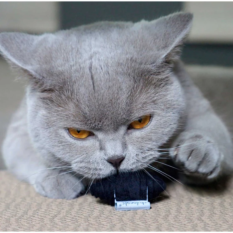 Katzenspielzeug Wrappy