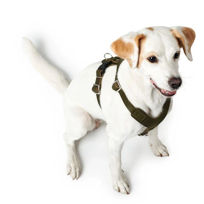 Hunter Hundegeschirr Aalborg Leder
