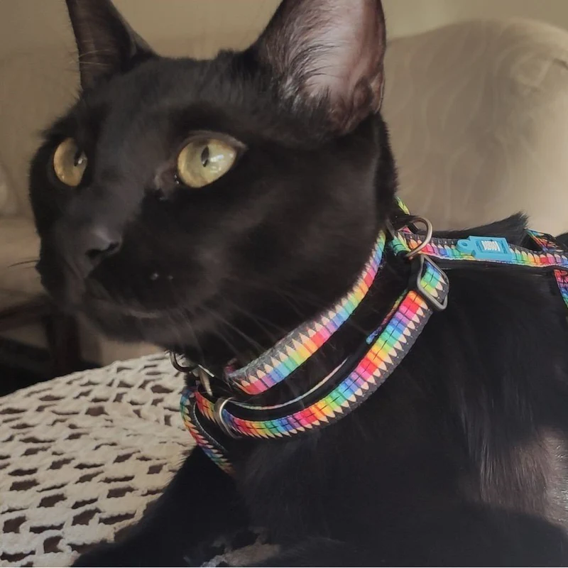 Katzenhalsband Smart ID