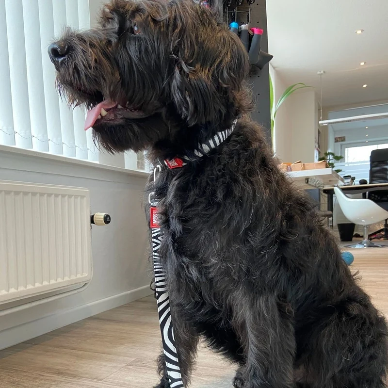 Max & Molly Original Kurzleine Zebra Classic
