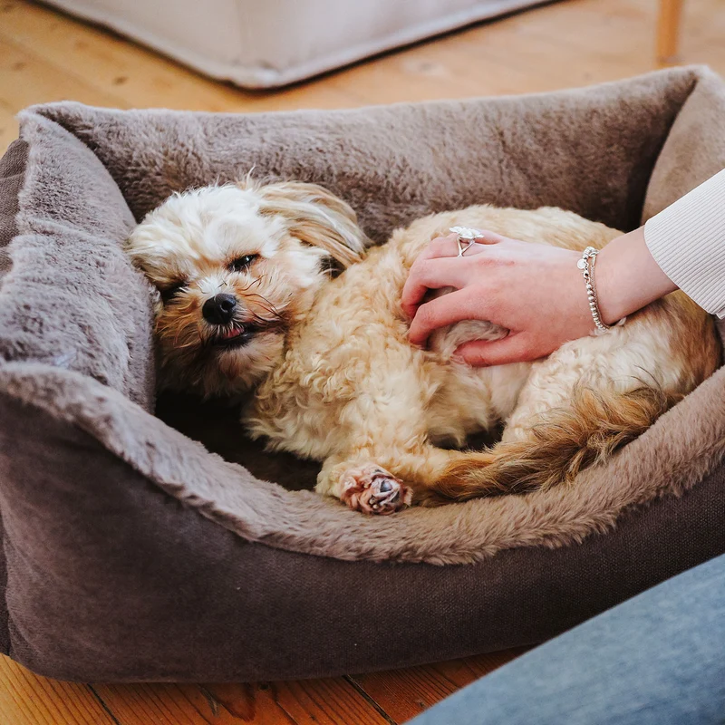 Orthopädisches/Ergonomisches Hundesofa Rockford