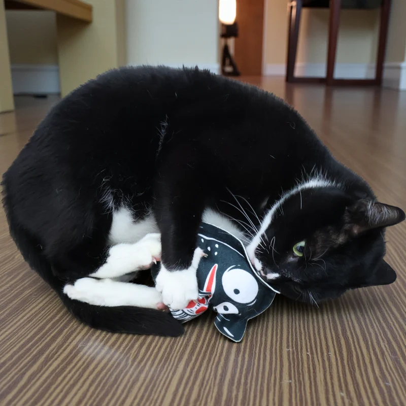 4Cats - Monster mit Pizza