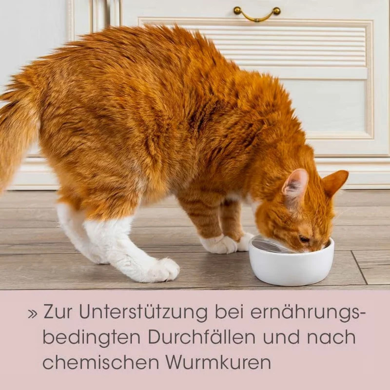 feliTATZ DarmRegulanz