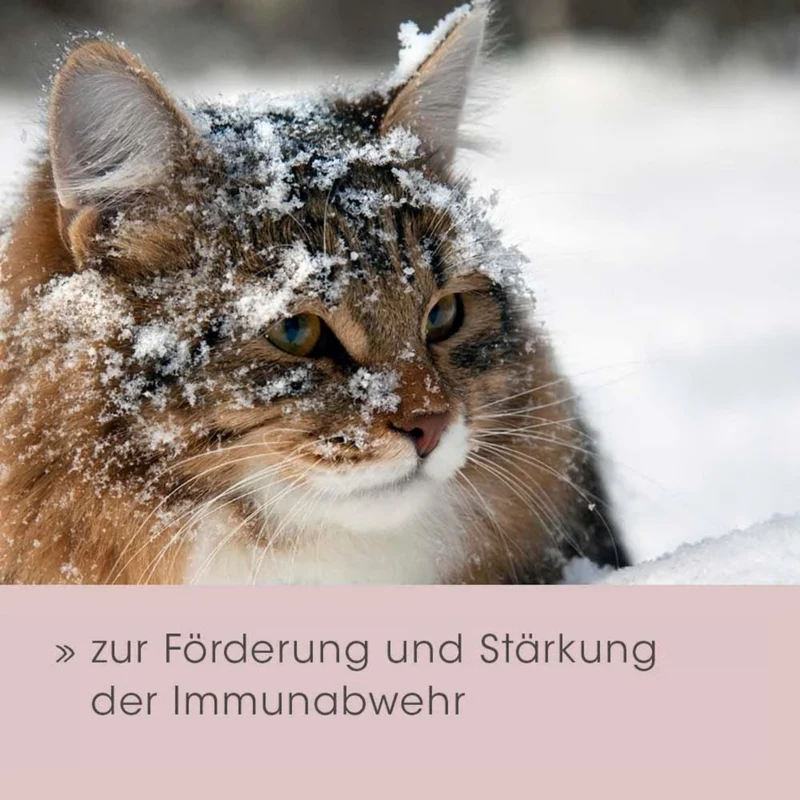 feliTATZ Bronchial