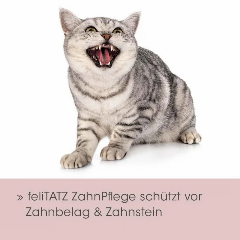 feliTATZ ZahnPflege
