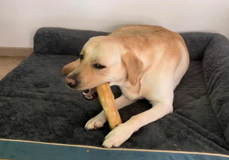 Kaffeeholz Kaustab für Hunde langlebig, ohne Chemikalien, allergenfrei