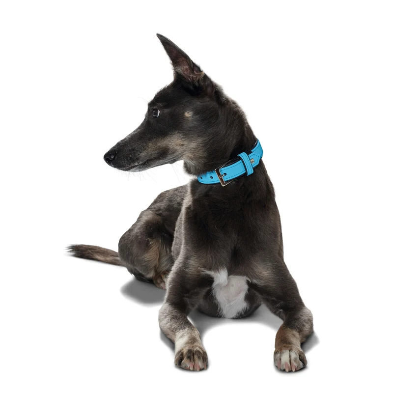 Hunter Hundehalsband Softie Kunstleder