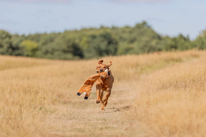 Hundespielzeug Schlenker - Fuchs aus Plüsch, mit Knisterfolie und Quietscher