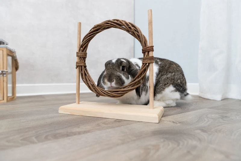 Agility Set
