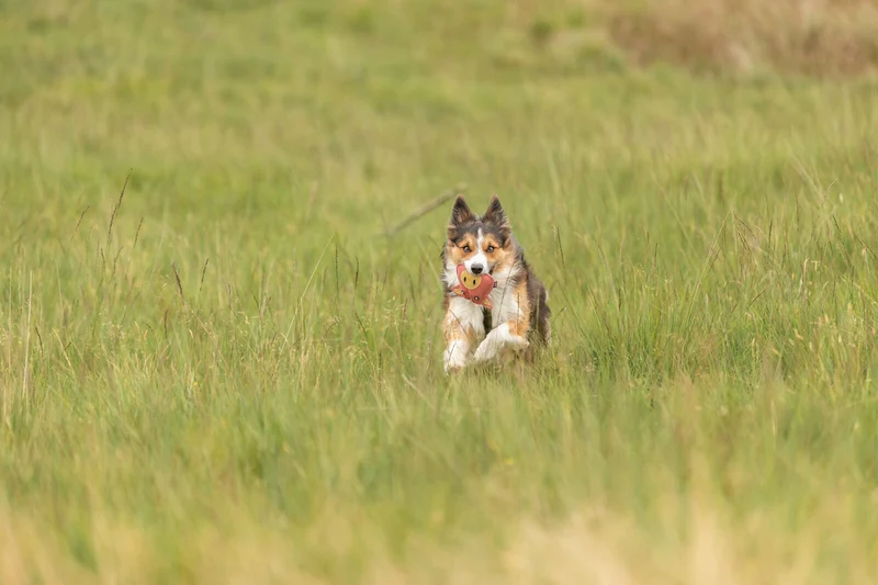 Hundespielzeug Schwein, Leder