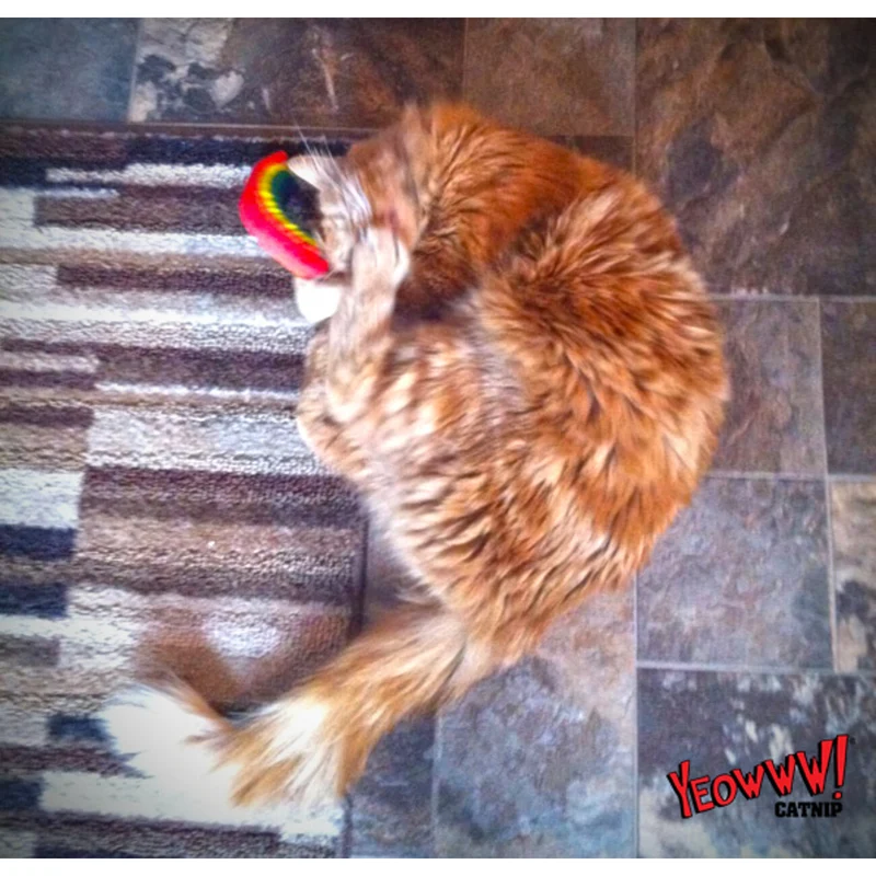 Yeowww! Rainbow Katzenspielzeug