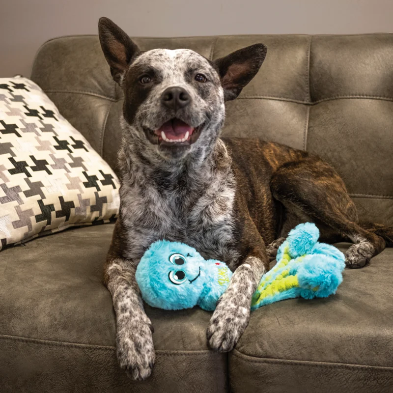 KONG Wubba Octopus – Plüsch-Zerrspielzeug für Hunde mit Quietscher | S & L