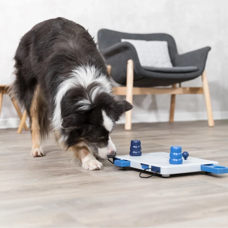 Dog Activity Strategiespiel Move2Win für Hunde
