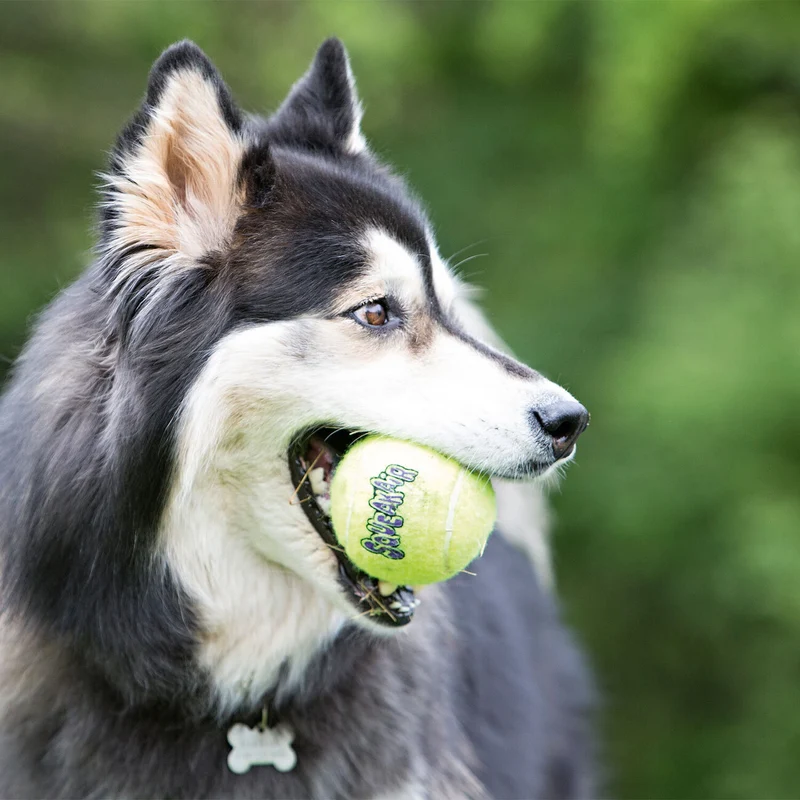 KONG AirDog Squeakair Tennisbälle mit Quietscher für Hunde – Zahnschonendes Apportierspielzeug